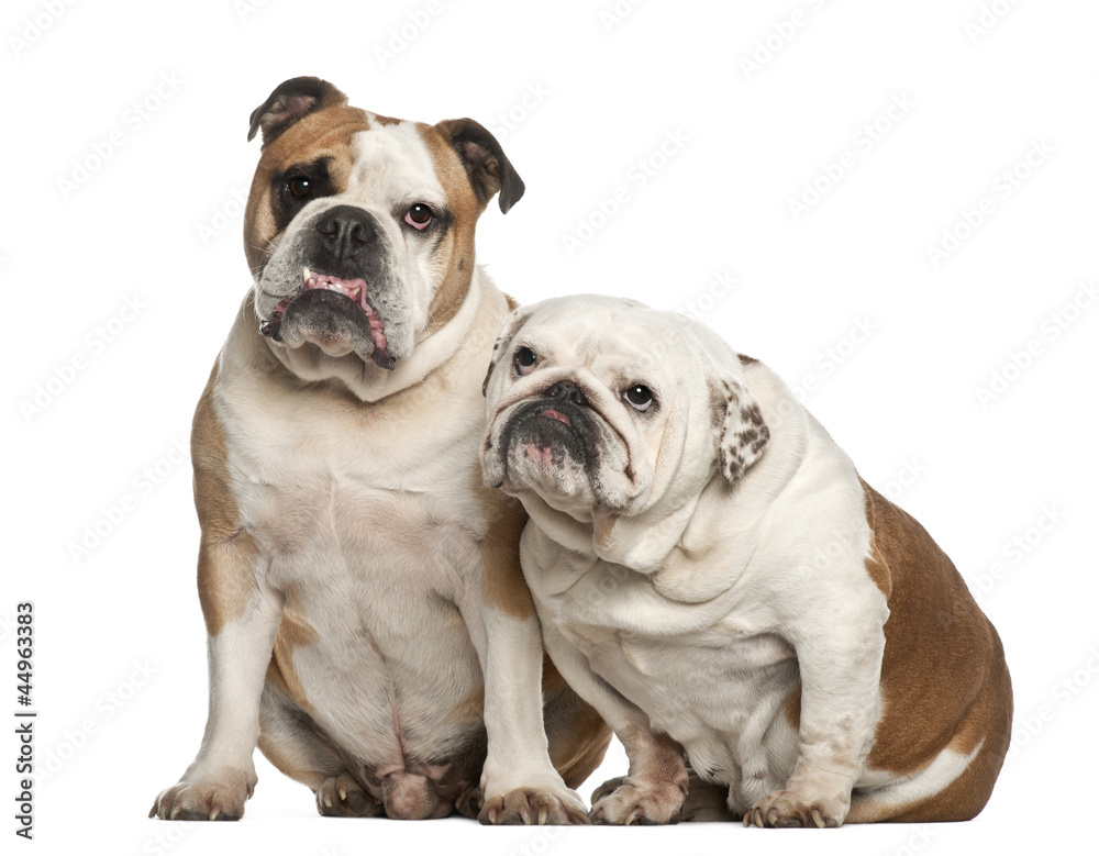 English bulldogs, 5 years old, sitting against white background