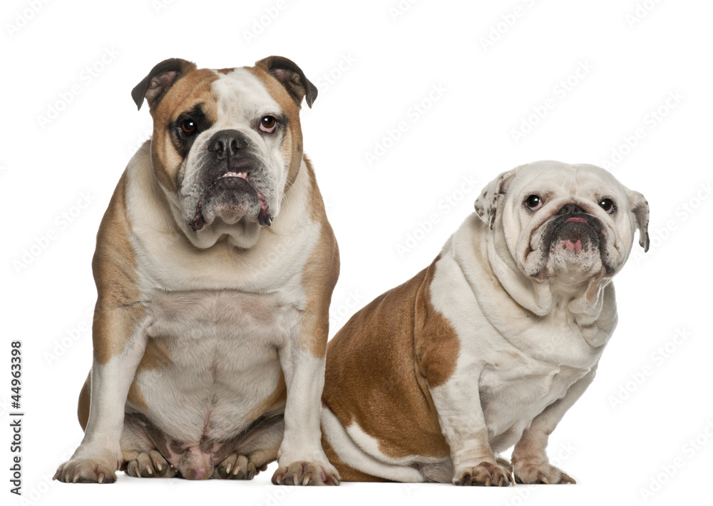 English bulldogs, 5 years old, sitting against white background