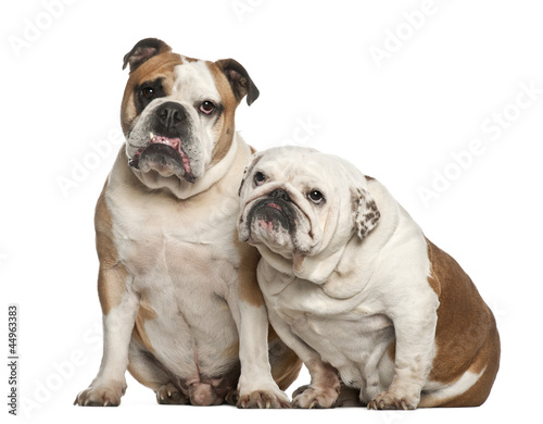 English bulldogs  5 years old  sitting against white background