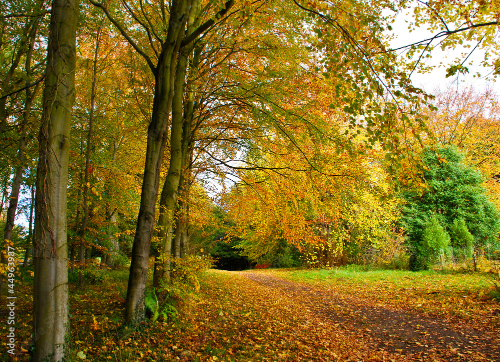 Obraz premium Autumn Background