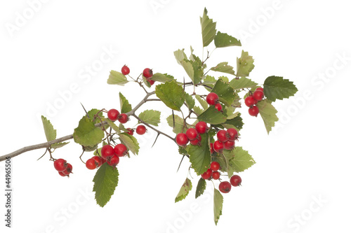 hawthorn