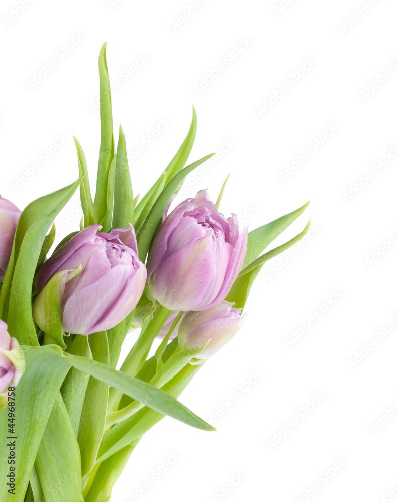 Fototapeta premium Pink tulips bouquet