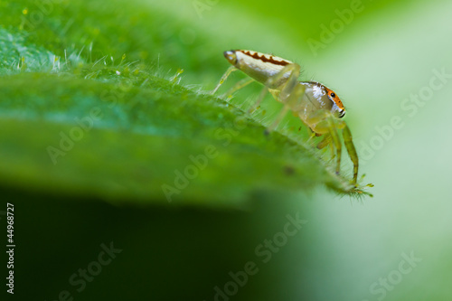 Female Epocilla calcarata jumping Spider