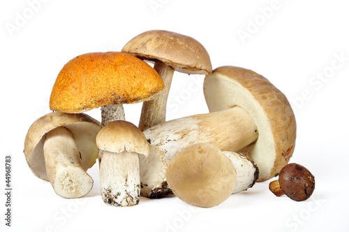 Some porcini mushrooms