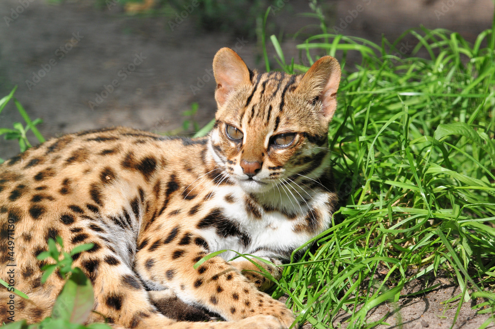 Resting Leopard cat (Prionailurus bengalensis) Resting Leopard cat (Prionailurus bengalensis)