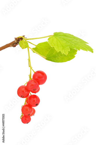 Branch of red currant
