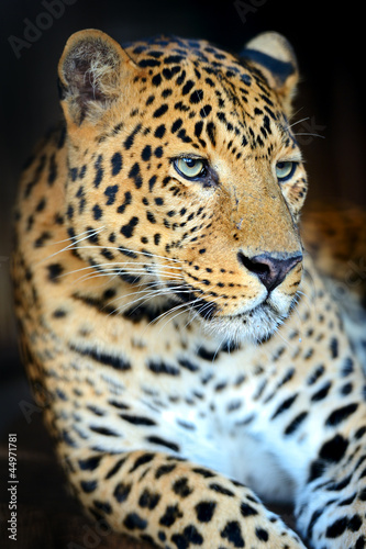 Leopard