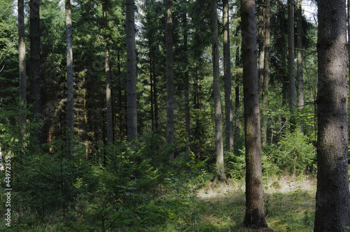 Naturbelassener Wald © ub-foto