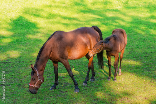 Horse with Foal
