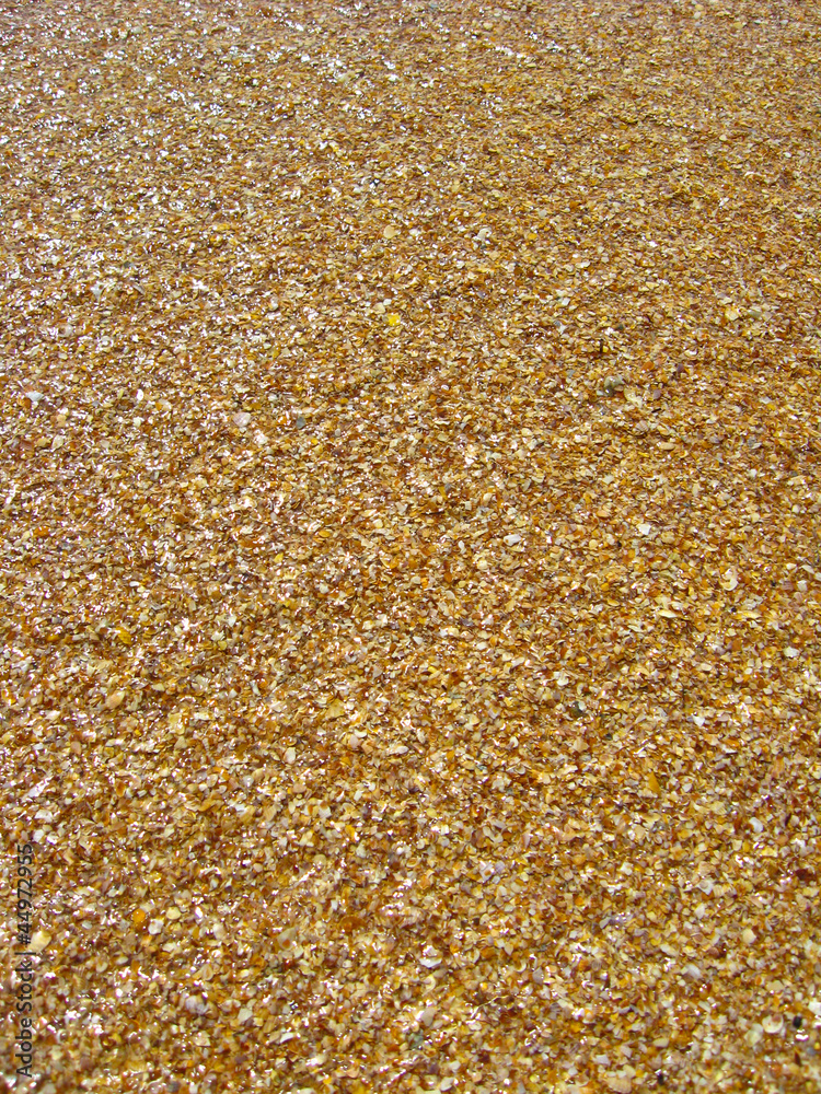 Background from sand and cockleshells Background from sand and cockleshells