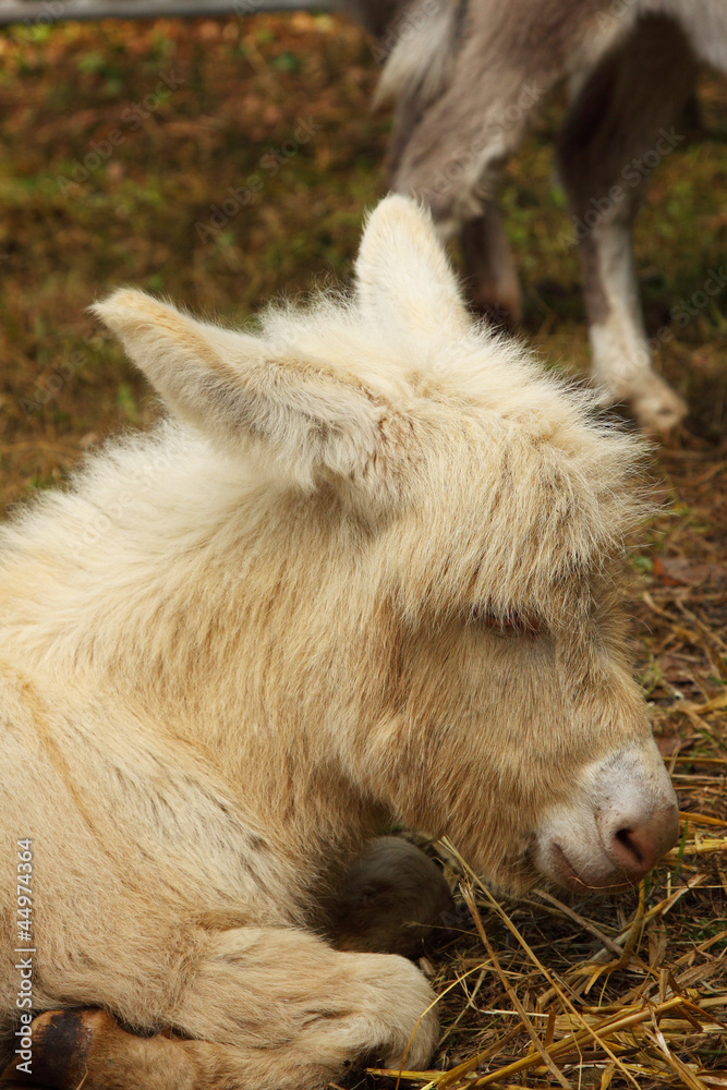 Fototapeta premium young donkey young ass