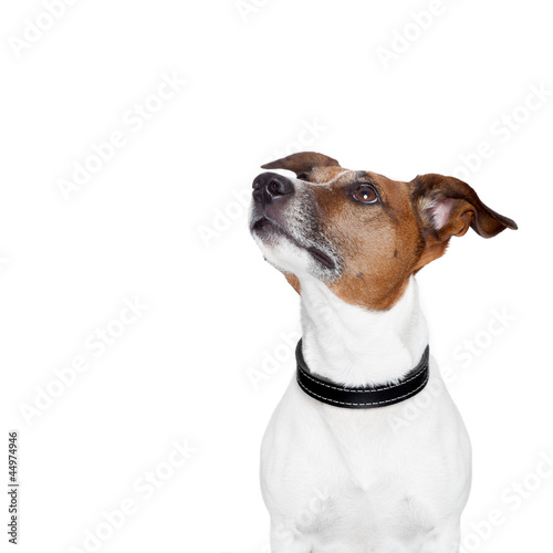 placeholder banner dog photo