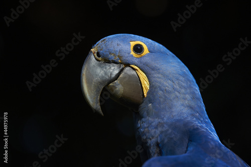Hyacinth Macaw portrait