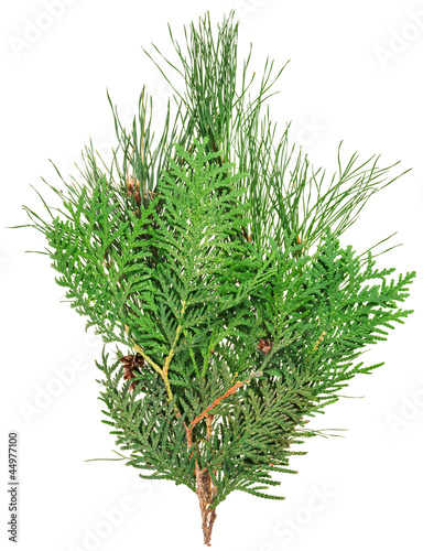 Thuja and pine twigs isolated on white  closeup view