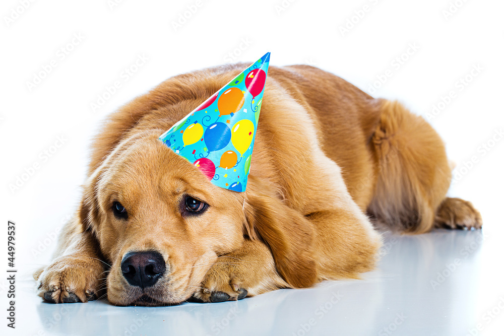 Sad Dog at a birthday party Stock Photo | Adobe Stock