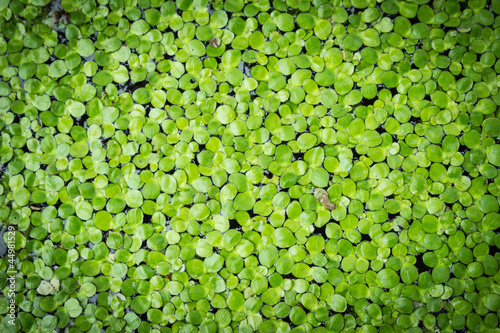 Duckweed on the water