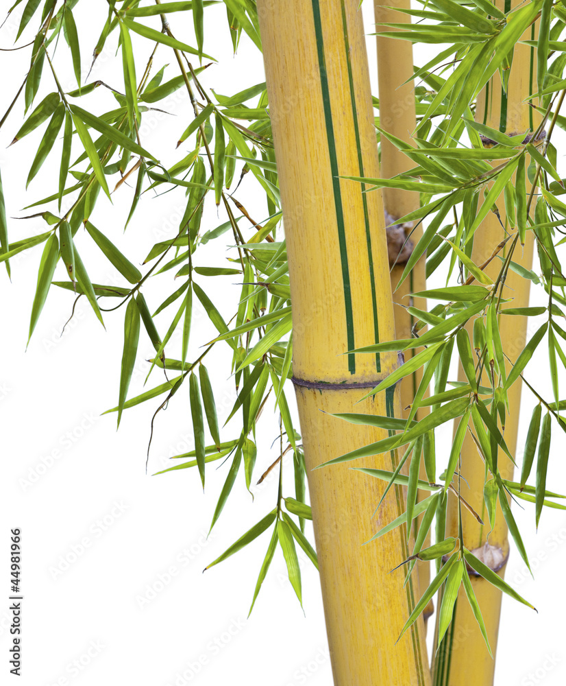 Fototapeta premium bambou