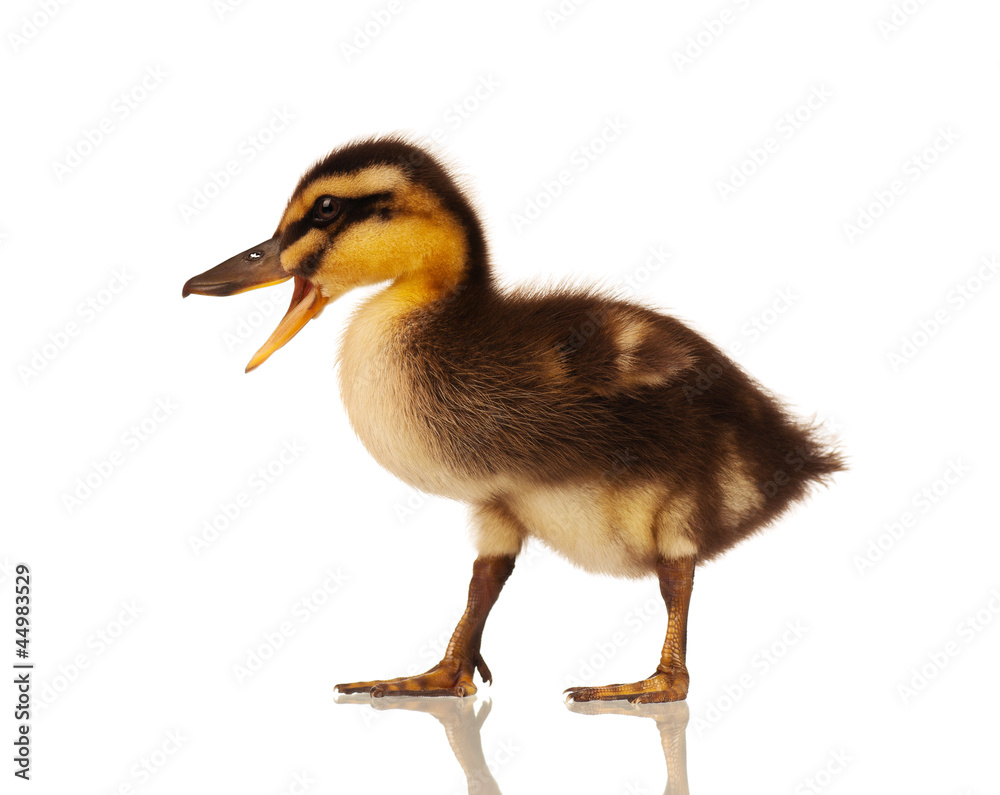Obraz premium Domestic duckling