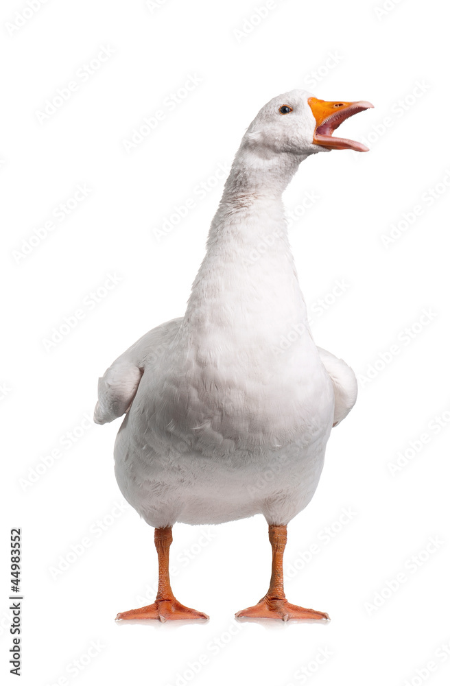 Naklejka premium Domestic goose