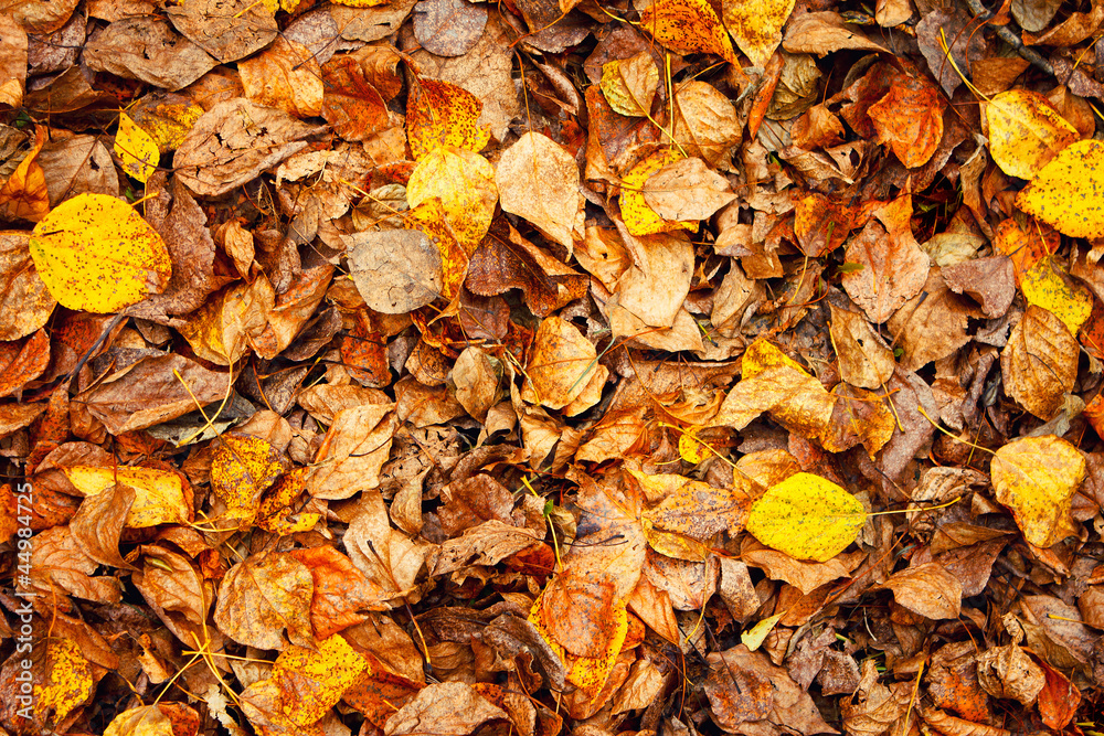 autumn leaves background