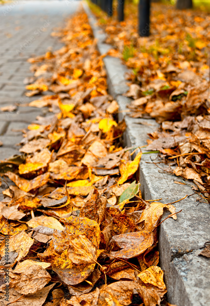 Autumn road