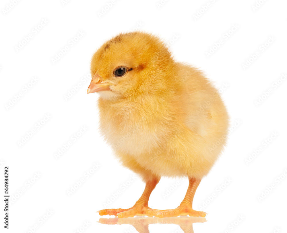 Fototapeta premium Little chicken