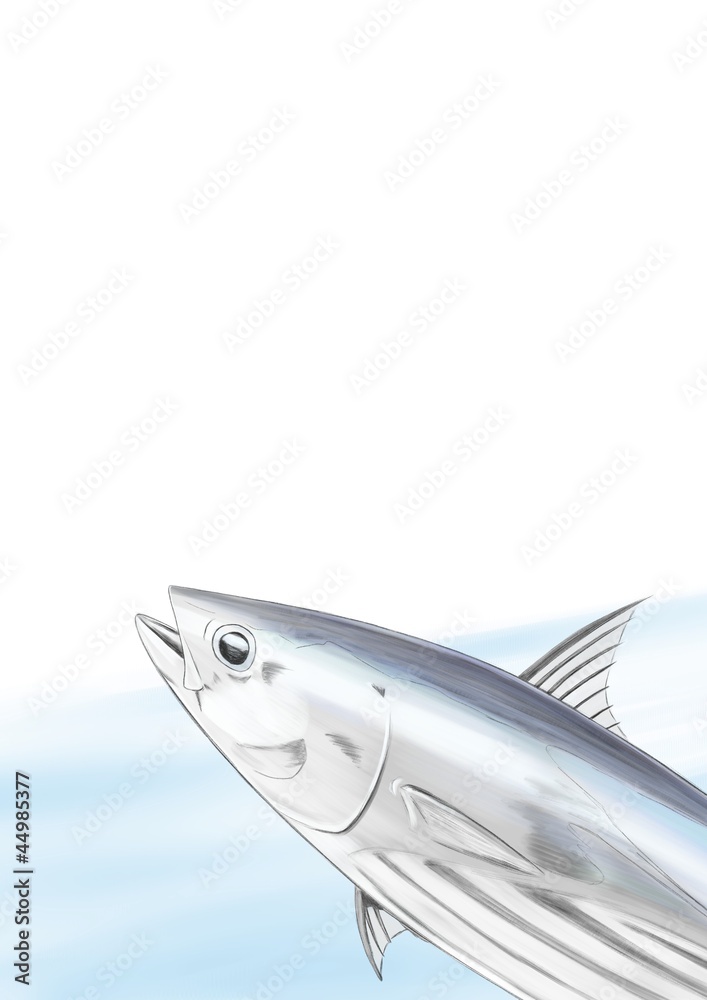 鰹 イラスト 鰹 イラスト