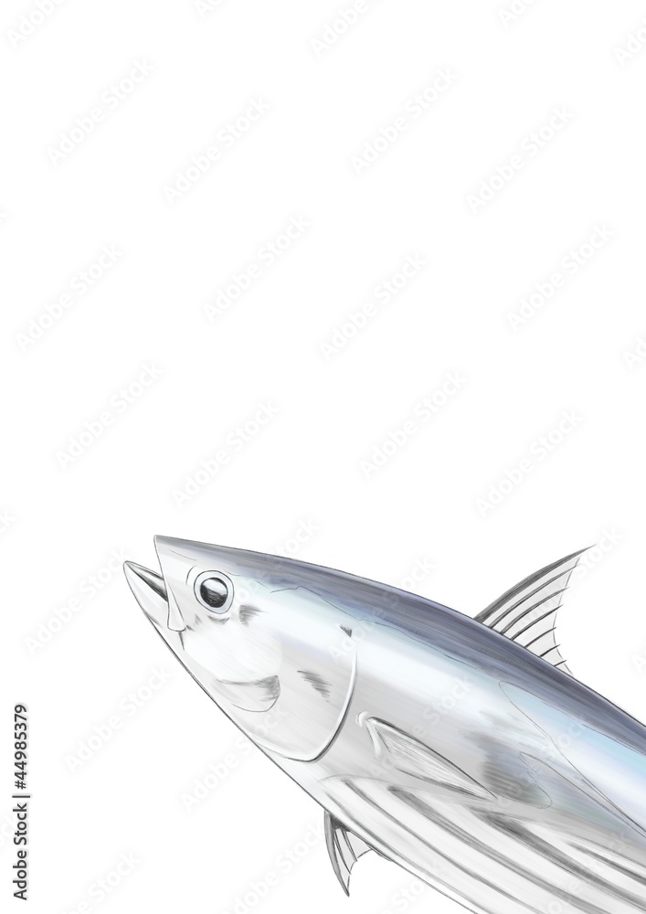 鰹 イラスト Stock Illustration Adobe Stock