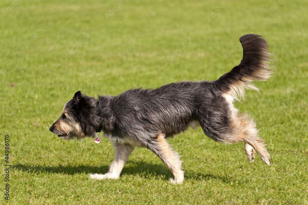 Fototapeta premium Hunderennen