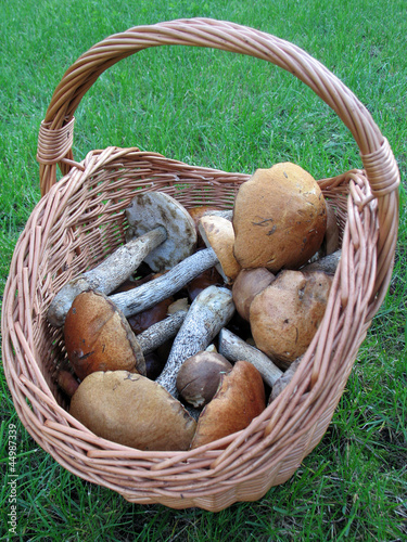 Basket with mushrooms (Fungi)