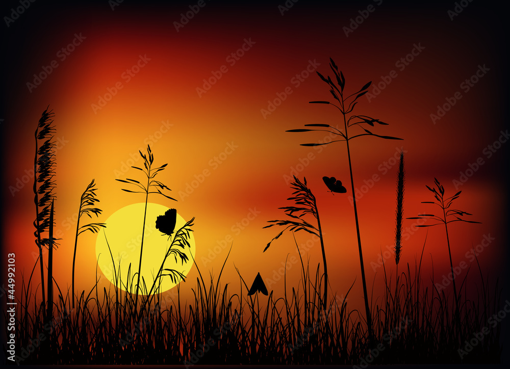 small butterfly in grass at sunset