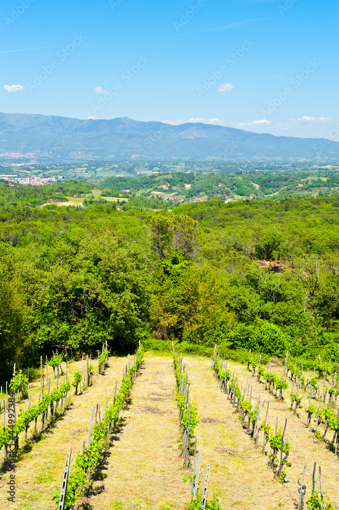 Vineyard in the Chianti