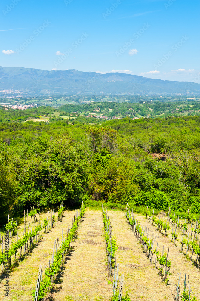 Vineyard in the Chianti Vineyard in the Chianti