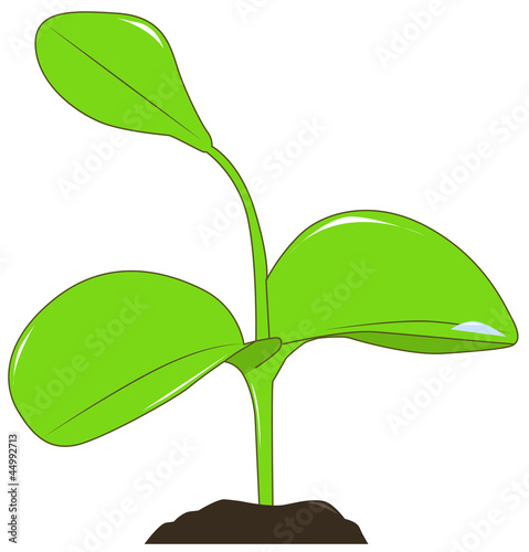 Young plant