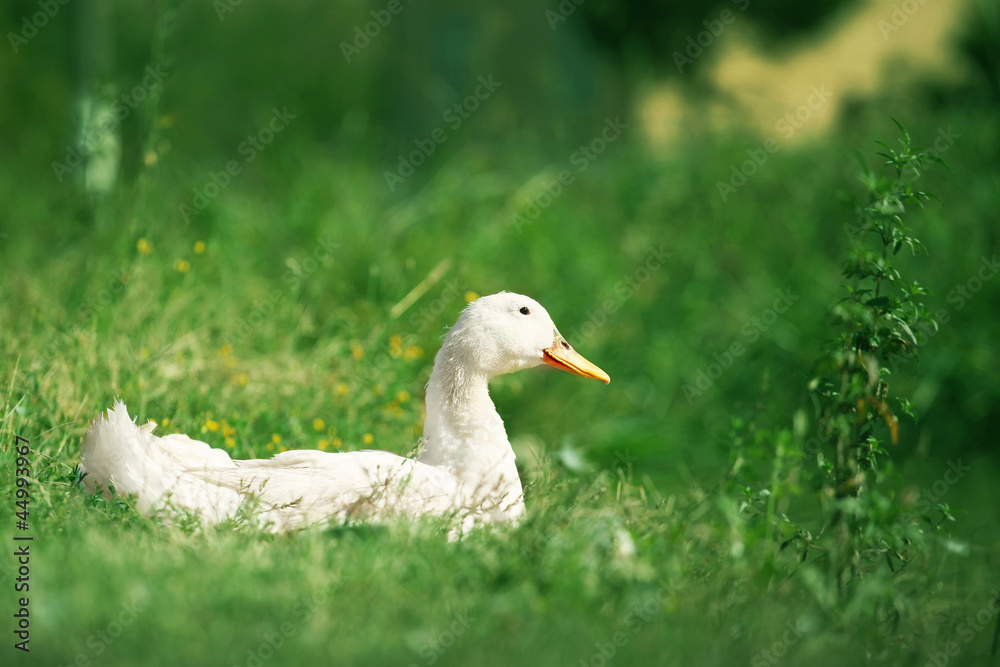 Female Duck on green grass