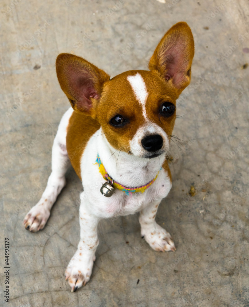 dog dog