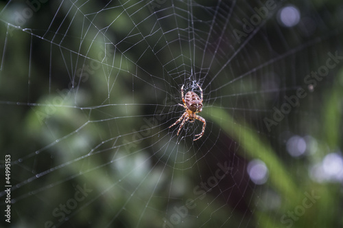 Spiral orb web with spider