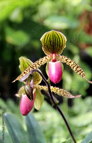 Fototapeta Naklejka Na Ścianę i Meble -  Tiger blooming orchid