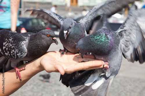 Feeding of pigeons photo