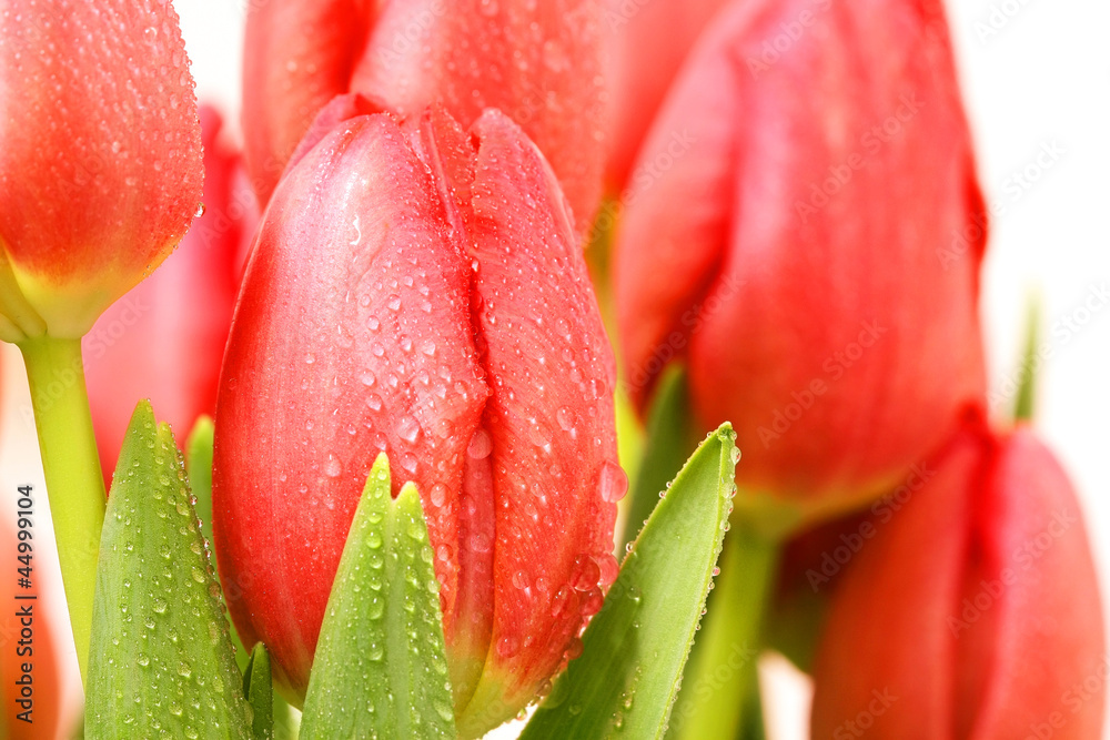Fototapeta premium Dewdrops on Red Fresh Tulips