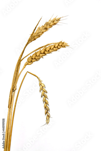 Wheat Ear / Spike with one bent / symbol of passing away