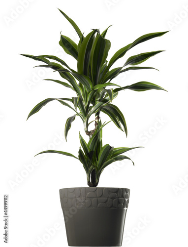 plant dracena - dracena in vaso