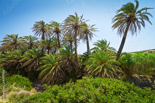 Cretan Date palm trees with bananas on Crete  Greece