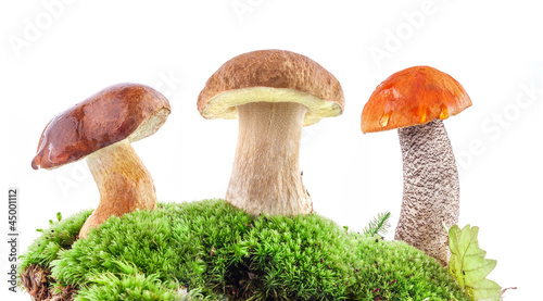Fresh forest mushrooms (boletus) in a forest scene