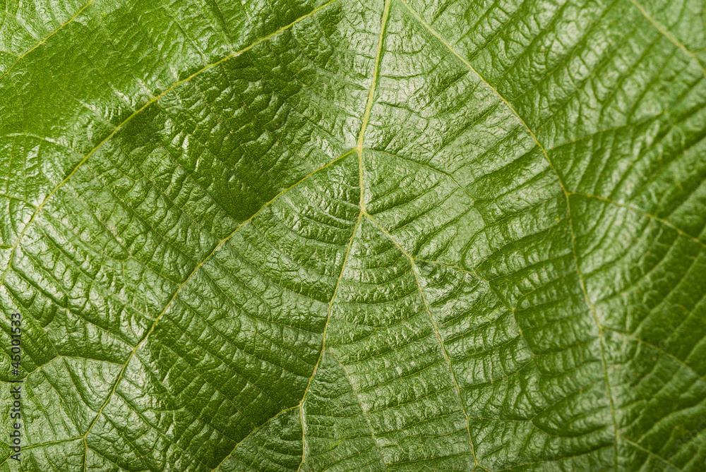 Kiwi leaf Kiwi leaf