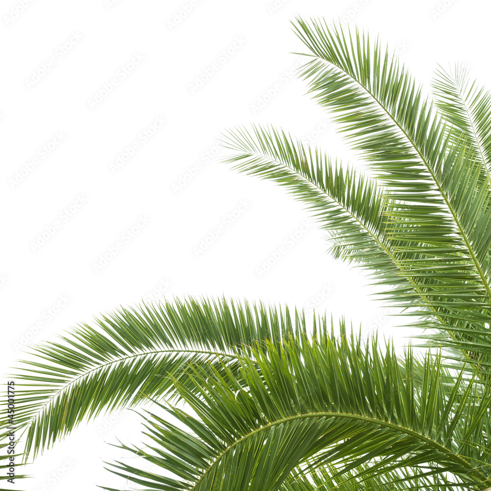the palm tree the palm tree