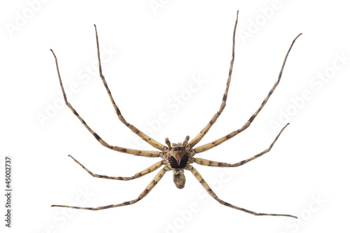 Cane spider isolated on white