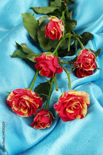 Beautiful red-yellow roses on blue satin close-up