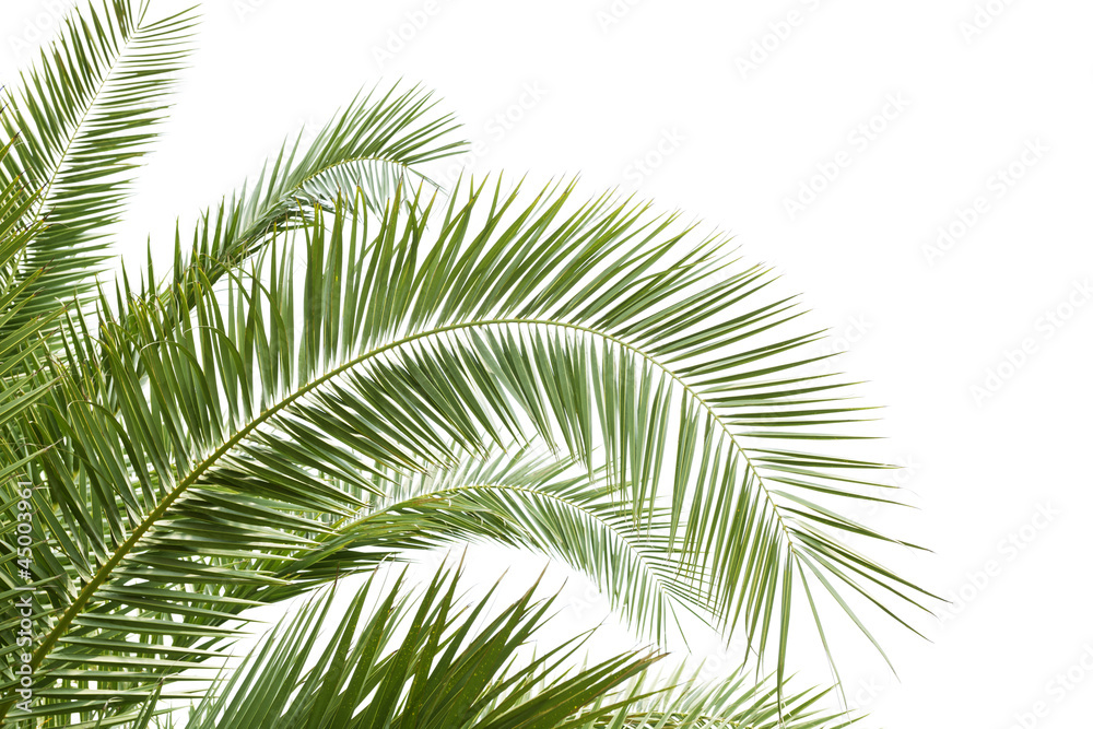 the palm tree the palm tree