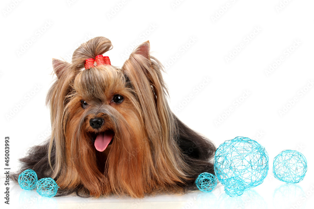 Beautiful yorkshire terrier with blue decorative balls isolated Beautiful yorkshire terrier with blue decorative balls isolated